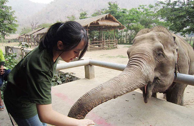 タイで象の飼育体験
